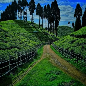new fallodi tea garden