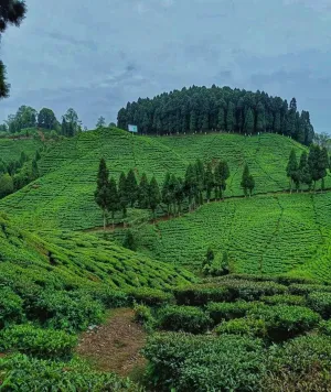 new fallodi tea garden
