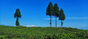 view of kanchenjunga from sittong