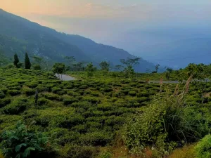tukdah tea estate