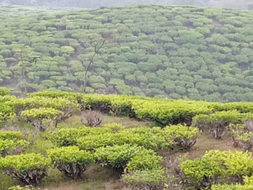 Vacay Nest Koko Mhendo Homestay