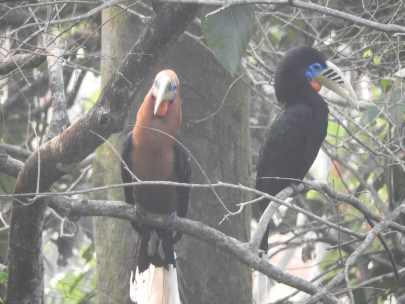 Vacay Nest Little Hill Homestay in Latpanchar