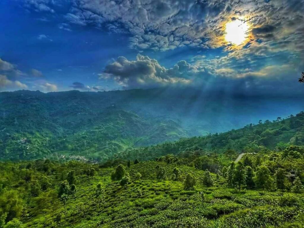 Darjeeling tea gardens